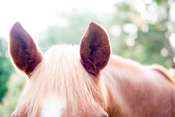 brown horse ears