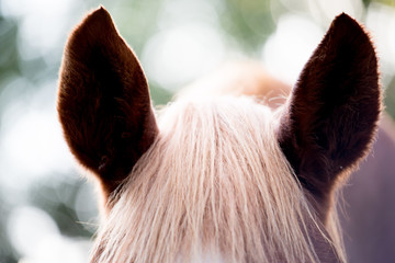 Brown horses ears and Mane
