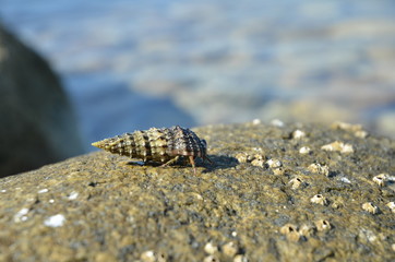 little thing from the sea