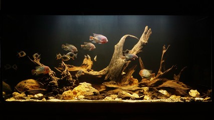 Biotope Aquarium