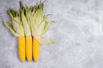 Fresh maize corn, close up, on gray background with copy space