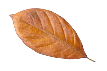 Yellow leaves isolated on white background, Dead leaf isolated, dry autumn leave