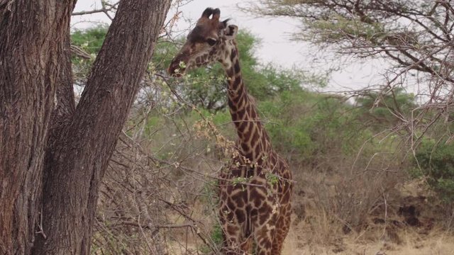 Medium shot of giraffe chewing, eating and looking towards camera. Giraffe uses tongue to lick mouth or pick nostril. Slow motion footage in Tsavo East National Park, Kenya, Africa.