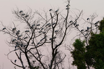  tree with many of birds