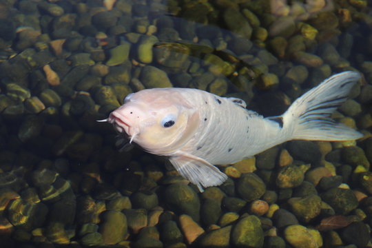 fish in aquarium