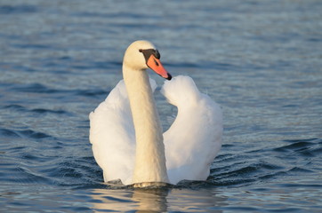 swan at the river