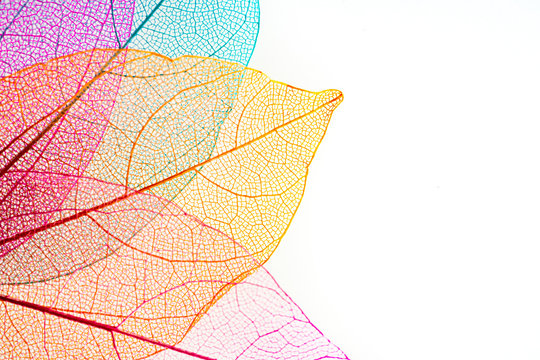 colored leaf skeletons on white background © banusevim