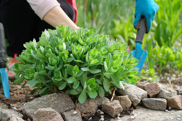 Spring work in the garden, woman hands in gloves with garden tools