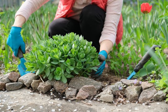 Spring work in the garden, woman hands in gloves with garden tools