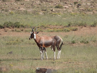Blesbok in Mountain Zebra NP