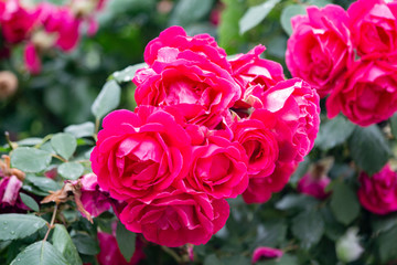Beautiful flower rose blossom in nature garden with and green leaves, blur background. Detail of red roses in the garden.