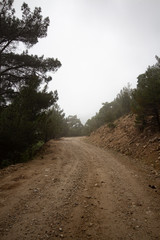 Misty landscape with fir forest. Misty morning in the forest. Mountain trees in the fog. Foggy pine trees forest view