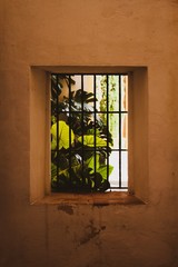 Monstera leaves viewed through barred window