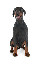 Obraz premium doberman pinscher in studio