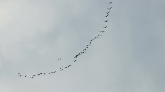 flock of wild ducks flies south.