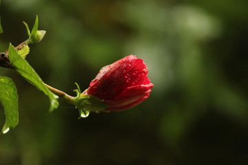 Close up picture or shot of red layered petal hibiscus flower or red hibiscus or adukku semparuthi after the rain. rain drops on the red layered petal hibiscus flower or red hibiscus/adukku semparuthi