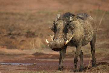 The common warthog (Phacochoerus africanus) going to the waterhole