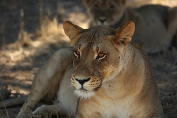 Lioness (Panthera leo) laying in sand in Kalahari Desert.