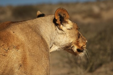 Lioness (Panthera leo) walking in dry Kalahari desert with dry sand.