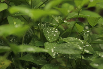 Close up shot of water drops on the single or lot of green leafs on the garden, rain drops on the single or lot of green leafs in the garden