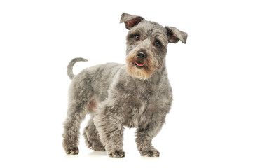 Studio shot of an adorable mixed breed dog