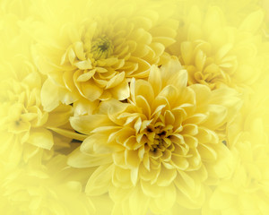 colorful chrysanthemum flowers with yellow ccolored blur, filtered natyre background