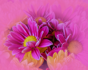 colorful chrysanthemum flowers with pink colored blur, filtered nature background