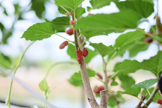 Mulberry fruits on a branch
