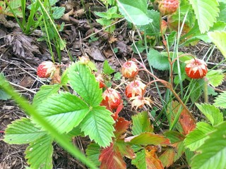 Red ripe wild strawberry on plant in the forest. Selective focus.