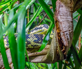 jungle carpet python