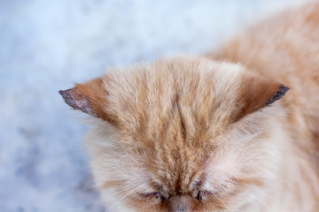 The persian cat's ear is fungus animal sick on background top view