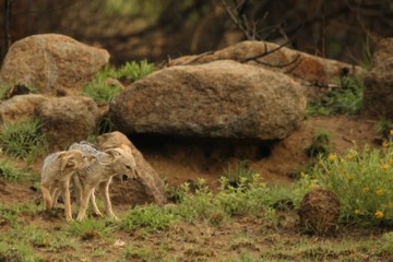 Black-backed jackal (Canis mesomelas) puppies playing in the dry grass.