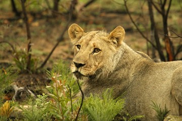Naklejka na ściany i meble The Lioness (Panthera leo) lying in the bush with green grass around.