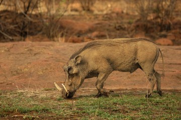 The common warthog (Phacochoerus africanus) going to the waterhole.