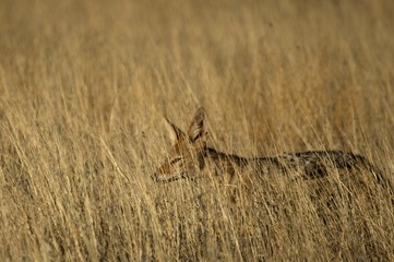 Black-backed jackal (Canis mesomelas) staying in the dry high grass.