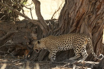 The African leopard (Panthera pardus pardus) after hunt have a rest in the shade.