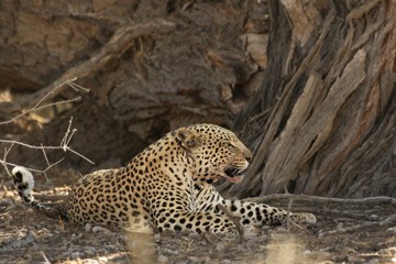 The African leopard (Panthera pardus pardus) after hunt have a rest in the shade.