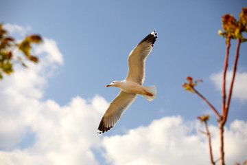nice seagull over sky