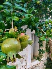 Leaves and fruits green pomegranate tree close-up