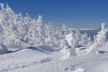 蔵王の樹氷