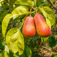 pears on a tree  sunny day ripe fruit harvest. high quality shot