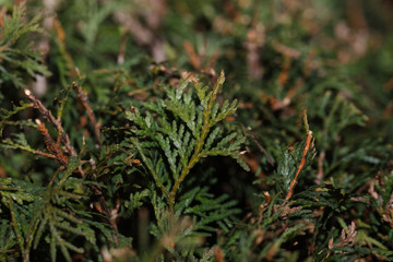 Closeup of green leaves of Thuja trees. Thuja occidentalis is an evergreen coniferous tree. Platycladus orientalis also known as Chinese thuja