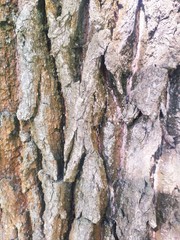 bark of a tree