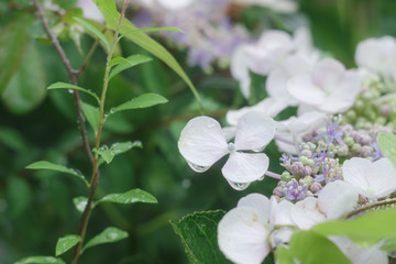 アジサイと雨のしずく