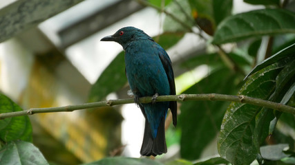 close up of purple glossy starling