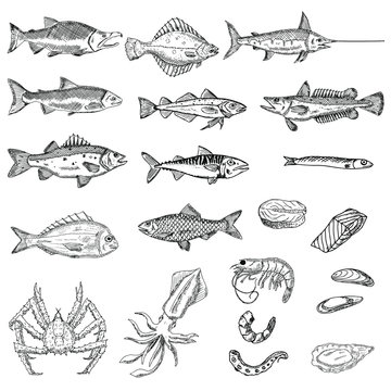 Set of sea animals. Vector cartoon illustrations. Isolated objects on a white background. Seafood. Hand-drawn style.