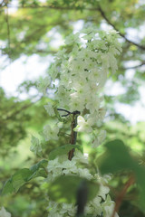 立ち姿のカシワバアジサイ