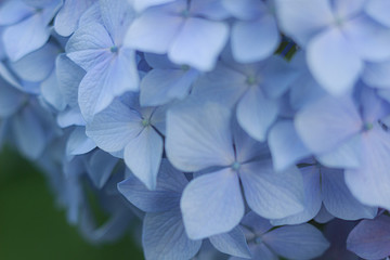 青いアジサイの花びら