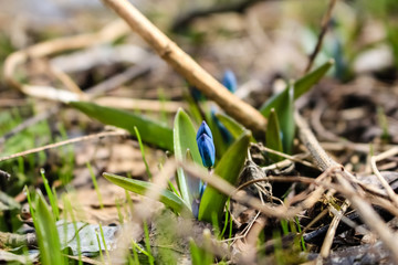Spring, a small blue snowdrop flower grows in the garden, in dry grass.