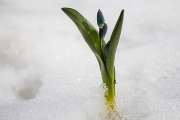 Spring, a small blue snowdrop flower grows in white snow.